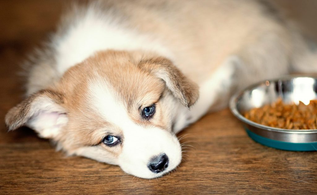 קשה לעיכול : רגישויות במערכת העיכול בכלבים